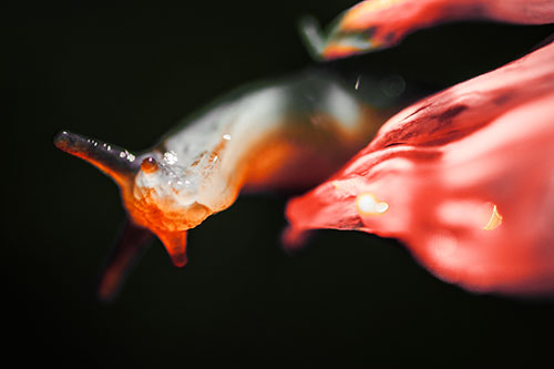 Slimy Marsh Slug Peeking Around Flower Petal (Orange Tint Photo)