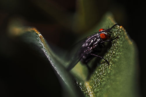 Sloping Cluster Fly Hangs Onto Leaf Petal (Orange Tint)