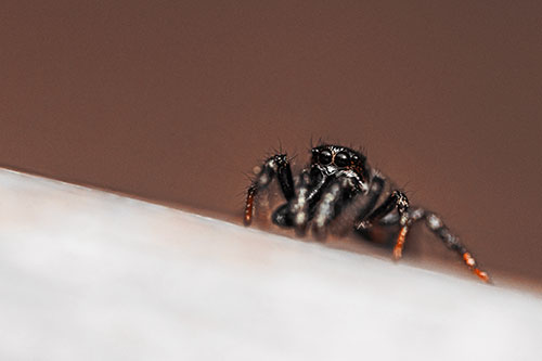 Sloping Perched Jumping Spider Watches Closely (Orange Tint)