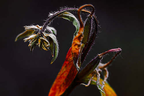 Slouching Hairy Stemmed Weed Plant (Orange Tint Photo)