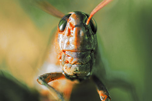 Smiling Grasshopper Enjoying Sunshine (Orange Tint)