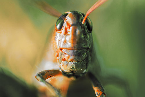 Smiling Grasshopper Enjoying Sunshine (Orange Tint Photo)