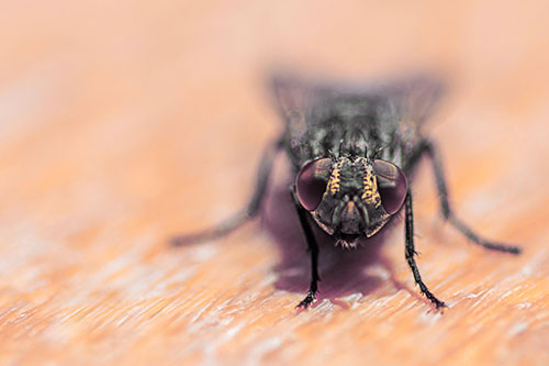 Smirking Open Mouthed Cluster Fly Watching Closely (Orange Tint)