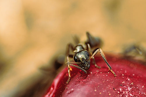 Snarling Carpenter Ant Guarding Sugary Treat (Orange Tint Photo)
