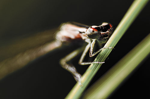 Snarling Damselfly Hangs Onto Grass Blade (Orange Tint)