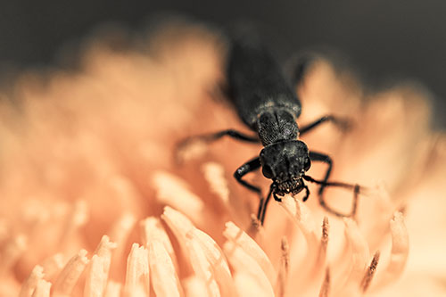 Snarling Oedemera Beetle Eating Dandelion Pollen (Orange Tint)