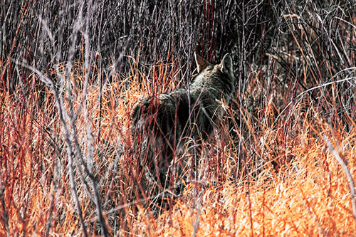 Sneaking Coyote Hunting Through Trees (Orange Tint Photo)