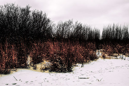 Snow Covered Tall Grass Surrounding Trees (Orange Tint Photo)