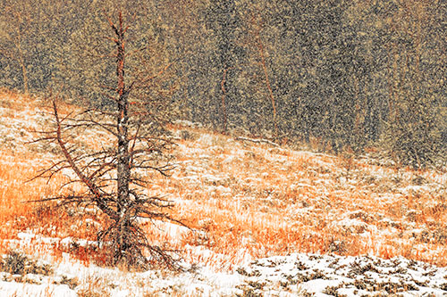Snow Covers Dead Christmas Tree (Orange Tint Photo)