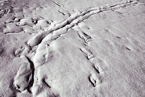 Snow Drifts Cover Footprint Trails (Orange Tint Photo)