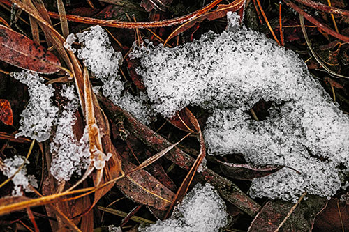 Snow Face Rests Atop Frost Covered Leaves (Orange Tint)