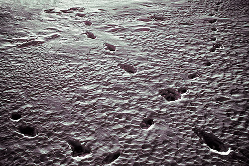 Snow Footprint Trails Crossing Paths (Orange Tint Photo)