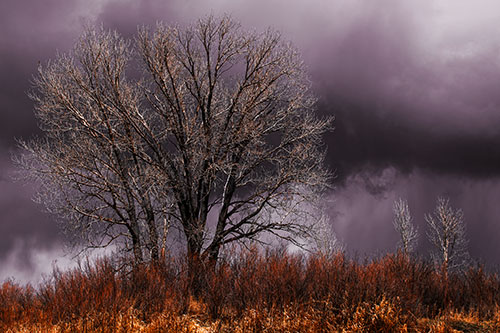 Snowstorm Clouds Beyond Dead Leafless Trees (Orange Tint Photo)
