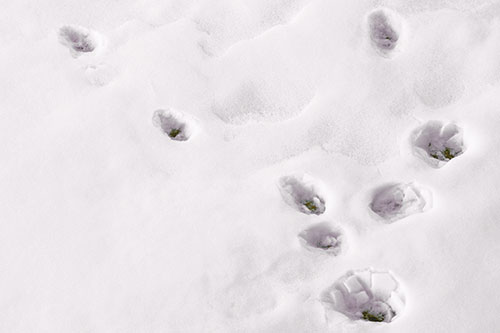 Snowy Animal Footprints Changing Direction (Orange Tint Photo)
