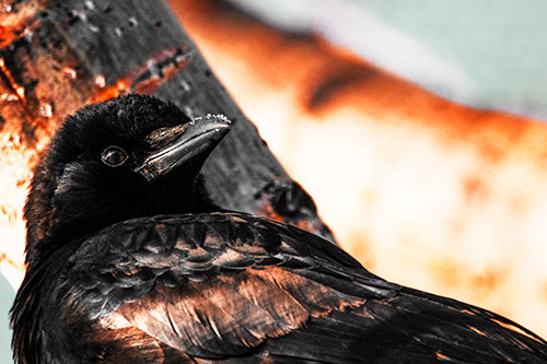 Snowy Beaked Crow Staring Off Into Distance (Orange Tint Photo)