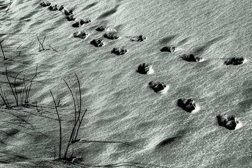 Snowy Footprints Along Dead Branches (Orange Tint Photo)