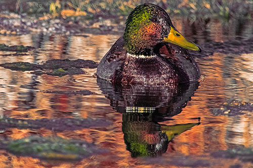 Soaked Mallard Duck Casts Pond Water Reflection (Orange Tint Photo)