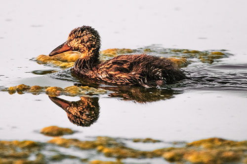 Soaked Mallard Duckling Swimming Past Algae (Orange Tint)
