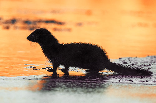 Soaked Mink Contemplates Swimming Across River (Orange Tint Photo)