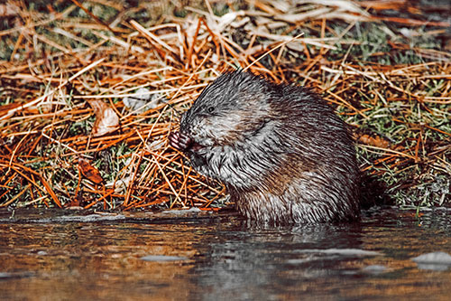 Soaked Muskrat Nibbles Grass Along River Shore (Orange Tint Photo)