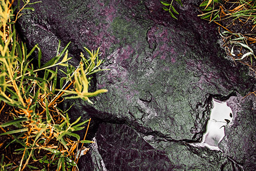 Soaked Puddle Mouthed Rock Face Among Plants (Orange Tint Photo)