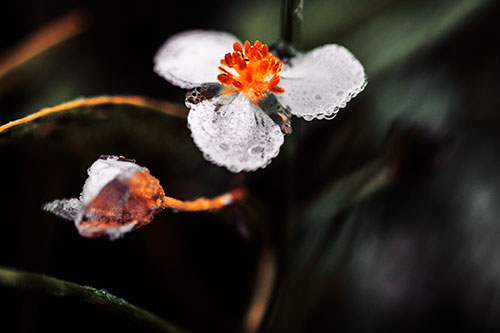 Soaking Wet Frogbit Flower Dew (Orange Tint Photo)