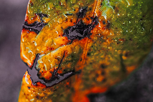 Soaking Wet Smiling Decayed Leaf Face (Orange Tint Photo)