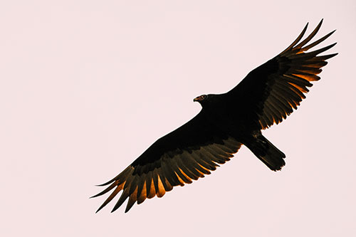 Soaring Turkey Vulture Flying Among Sky (Orange Tint Photo)