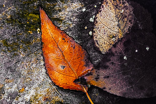 Soggy Cannibal Leaf Face Chewing Another Leaf (Orange Tint)