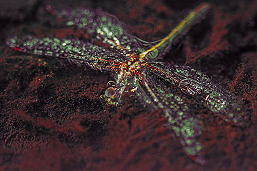 Soggy Dead Dragonfly Floating Atop Algae (Orange Tint)