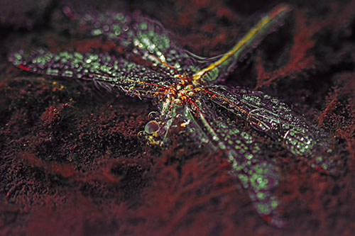 Soggy Dead Dragonfly Floating Atop Algae (Orange Tint Photo)