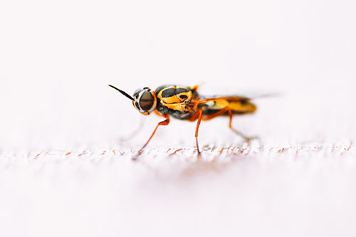 Soldier Fly Standing Still Among Light (Orange Tint)