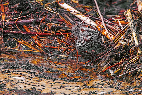 Song Sparrow Peeking Around Sticks (Orange Tint Photo)
