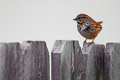 Song Sparrow Standing Atop Wooden Fence (Orange Tint Photo)
