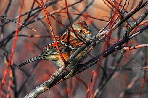 Song Sparrow Watches Sunrise Among Tree Branches (Orange Tint Photo)