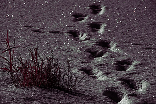 Sparkling Snow Footprints Across Frozen Lake (Orange Tint Photo)