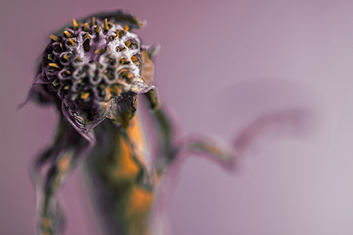 Spiky Headed Gumplant Figure Pointing The Way (Orange Tint)
