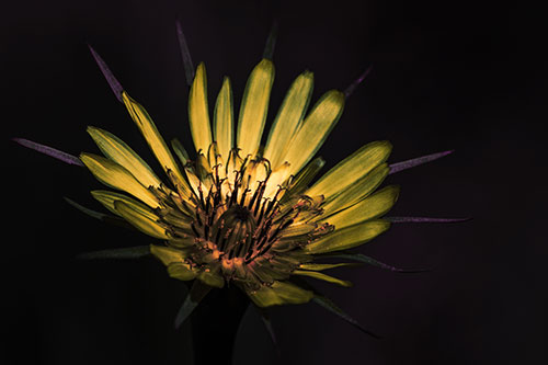 Spiky Salsify Flower Gathering Sunshine (Orange Tint Photo)