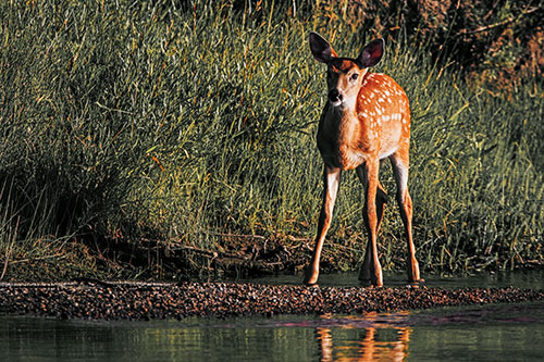 Spotted White Tailed Deer Standing Along River Shoreline (Orange Tint Photo)