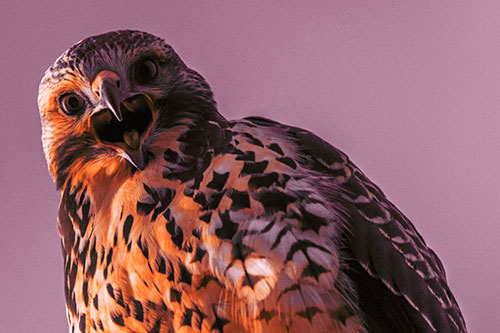 Squawking Red Tailed Hawk Makes Eye Contact (Orange Tint)