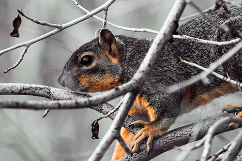 Squirrel Climbing Down From Tree Branches (Orange Tint Photo)