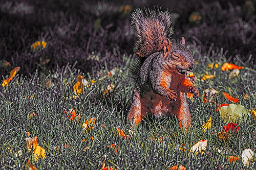 Squirrel Enjoying Breakfast Among Fallen Autumn Leaves (Orange Tint)