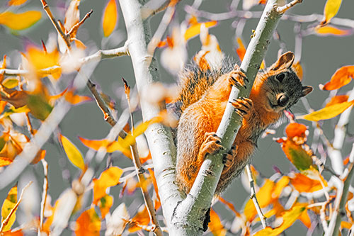 Squirrel Gripping Ahold Of Tree Branch (Orange Tint)