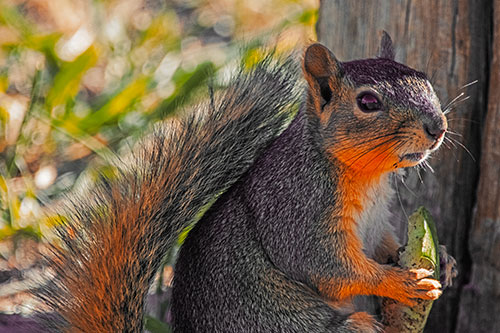 Squirrel Holding Watermelon Slice Glancing Sideways (Orange Tint)
