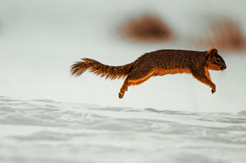 Squirrel Leap Flying Across Snow (Orange Tint Photo)