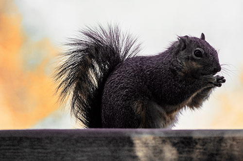 Squirrel Nibbles Breakfast Atop Concrete Skatepark (Orange Tint)