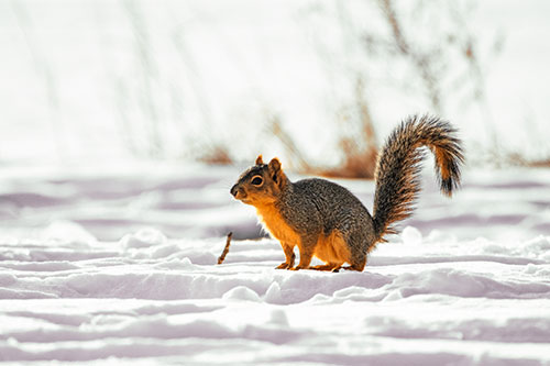 Squirrel Observing Snowy Terrain (Orange Tint Photo)