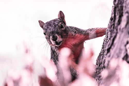 Squirrel Peeks Around Tree Base (Orange Tint Photo)