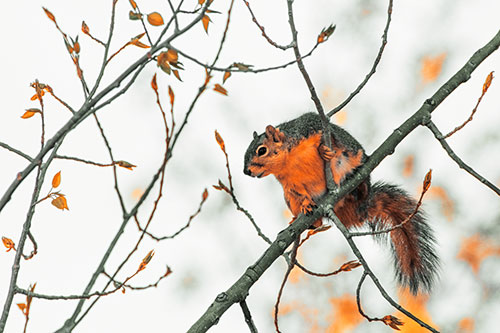 Squirrel Sits Among Sprouting Tree Branches (Orange Tint)