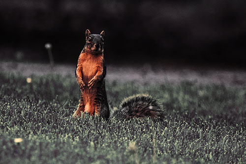 Squirrel Standing Atop Fresh Cut Grass On Hind Legs (Orange Tint Photo)